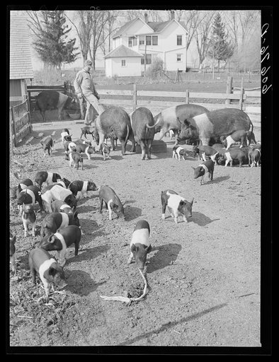 Hogs of Iowa corn and hog farmer. Grundy County, Iowa
