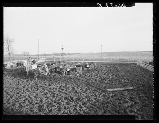 Feeding cattle. Grundy County, Iowa