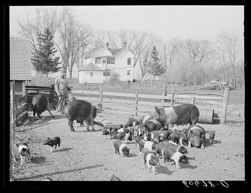 Hogs of Iowa corn farmer. Grundy County, Iowa
