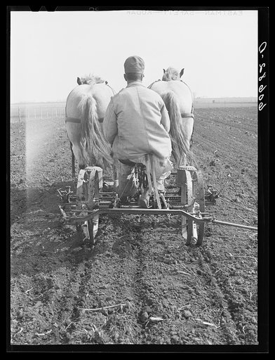 Untitled photo, possibly related to: Filling box on two-row corn planter. Grundy County, Iowa