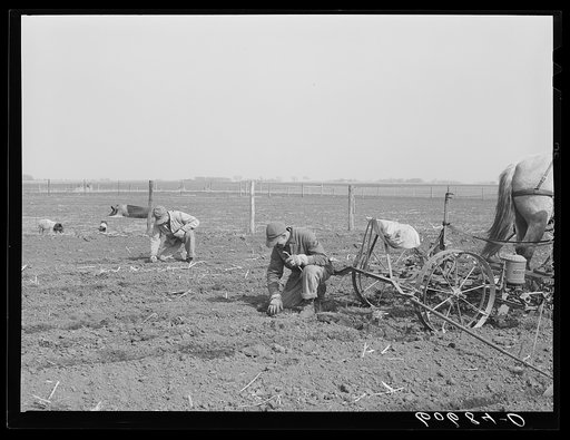 Checking the corn in hills during planting operations. Grundy County, Iowa