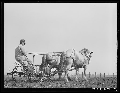 Using two-row horse-drawn corn planter. Grundy County, Iowa