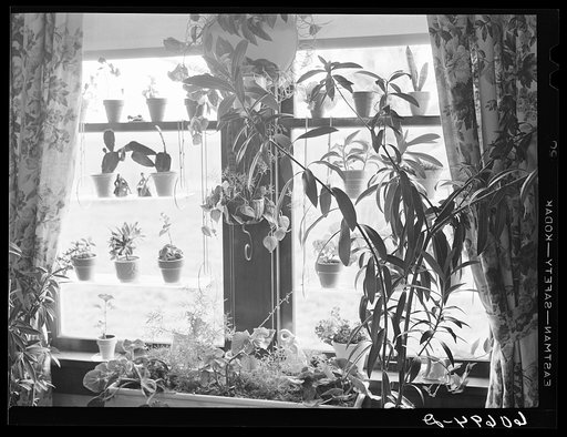 Plants in window of farm home. Greene County, Iowa