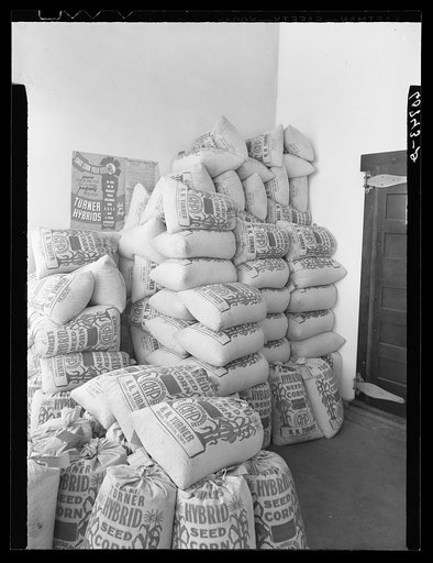 Sacks of hybrid seed corn for sale. Scranton, Iowa