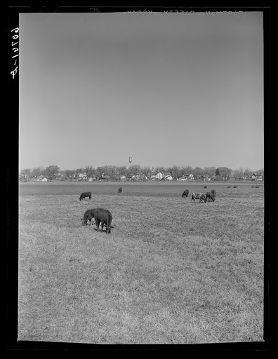 Cattle grazing in field on outskirts of town. Greene County, Iowa