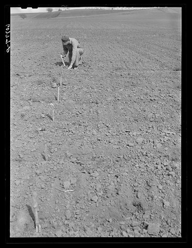 Checking the corn in hills. A cornstalk is placed at every spot where the planter dropped corn to determine whether check row planting is accurate. Monona County, Iowa
