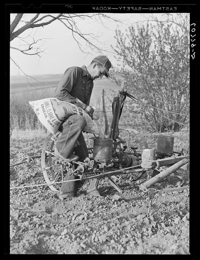 Pouring hybrid seed corn into box on planter. Monona County, Iowa