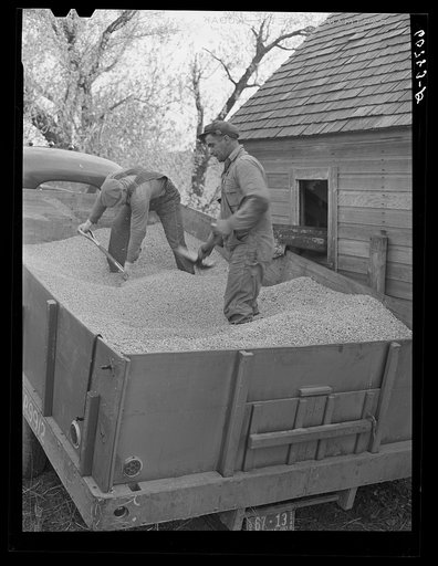 Loading shelled corn into storage bin. Monona County, Iowa