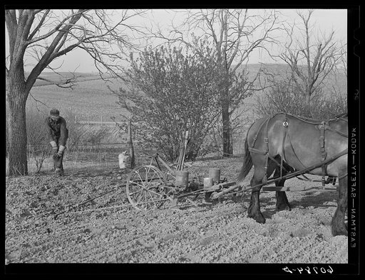 Planting stake in ground which holds wire used in corn planting. Monona County, Iowa