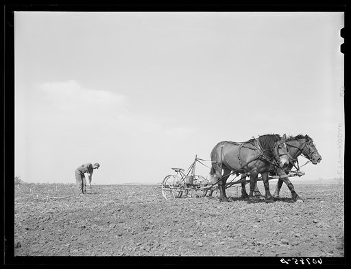 Planting the stake which holds the wire in check. Row planting of corn. Monona County, Iowa