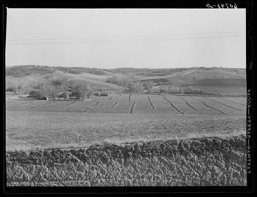Rows of burnt cornstalks. Monona County, Iowa