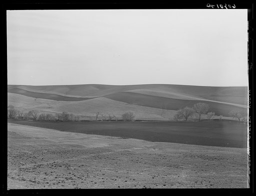 Western Iowa strip cropping. Monona County, Iowa