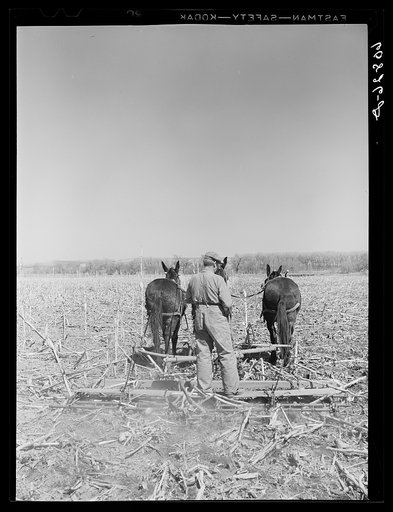 Breaking last year's cornstalks. Monona County, Iowa