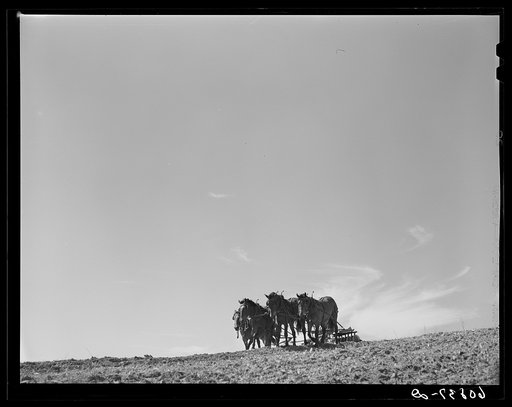Untitled photo, possibly related to: Discing with horses. listing with tractor. Western Iowa corn county. Monona County, Iowa