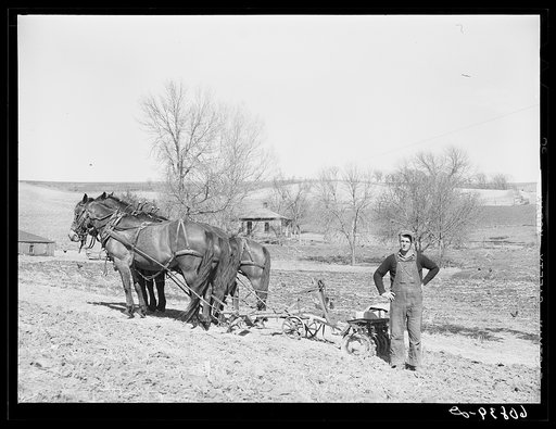 Untitled photo, possibly related to: Planting the stake which holds the wire in check. Row planting of corn. Monona County, Iowa