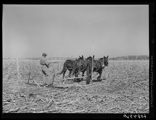 Untitled photo, possibly related to: Breaking last year's cornstalks. Monona County, Iowa