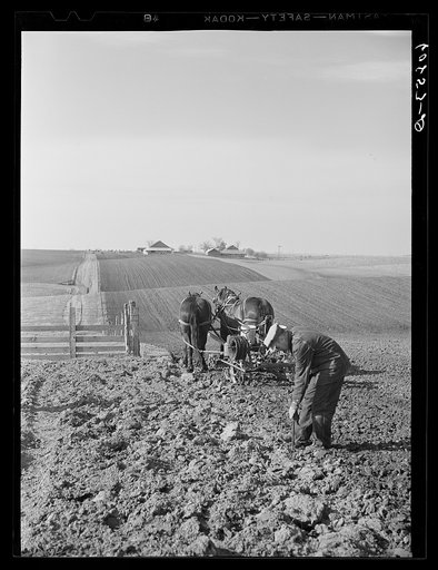 Putting stake which holds the wire in the ground during corn planting. Jasper County, Iowa