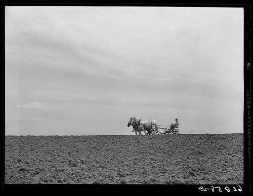 Eighty-year-old corn farmer plowing with horses. Harrison County, Iowa