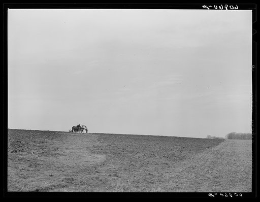 Untitled photo, possibly related to: Eighty-year-old corn farmer plowing with horses. Harrison County, Iowa