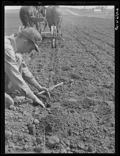 Checking the corn in hills. The planter drops corn at each button on the wire. Here the farmer is determining whether the rows are aligned in both ways. Monona County, Iowa