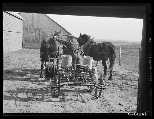 Hitching the team to the corn planter. Jasper County, Iowa
