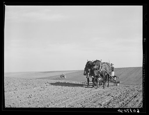 Harrowing and corn planting. Jasper County, Iowa