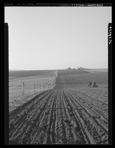Planting corn with two-row horse planter. Jasper County, Iowa
