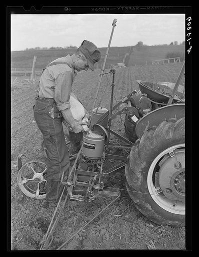 Pouring hybrid corn seed into box of two-row tractor planter. Jasper County, Iowa