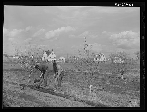 Spading orchard. Granger Homesteads, Iowa