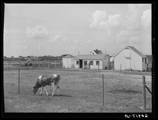 Barnyard of small subsistence farmstead. Granger Homesteads, Iowa