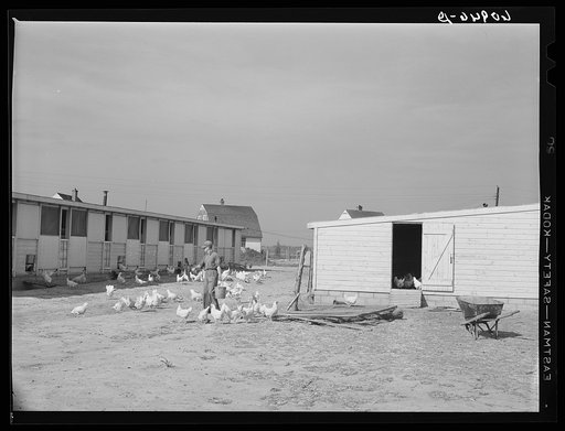 Cooperative poultry yard at Deshee Unit, Wabash Farms, Indiana. One man is in charge of the poultry full-time