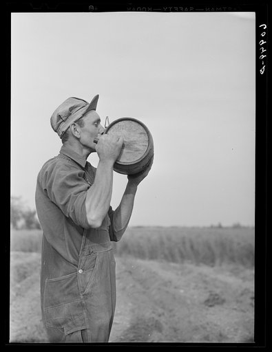 One of the cooperative farmers getting a drink of water while planting cantaloupes. Deshee Unit, Wabash Farms, Indiana