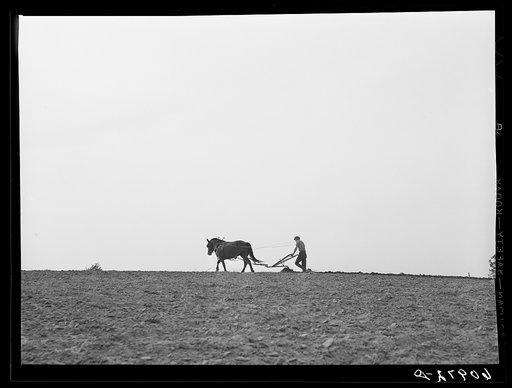 Plowing the ground for cantaloupe planting. Deshee Unit, Wabash Farms, Indiana