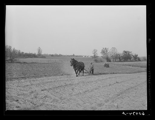 Cantaloupe planting. Deshee Unit, Wabash Farms, Indiana. One man plows up a furrow, the rest of the crew plants cantaloupes in it