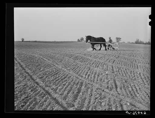 "Marking" the field for cantaloupe planting. Plants will be put where the lines cross. Deshee Unit, Wabash Farms, Indiana