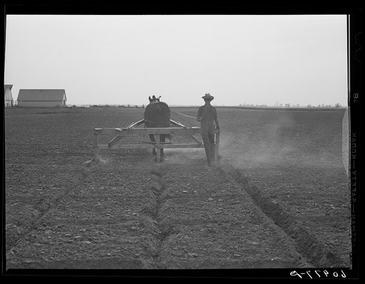 Cantaloupe planting. Deshee Unit, Wabash Farms, Indiana. This member of the cooperative is marking the field off. A plant will be put at each spot where the lines cross. This method will permit cross cultivation