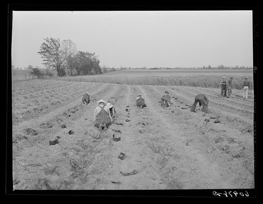 Cantaloupe planting crew. Deshee Unit, Wabash Farms, Indiana