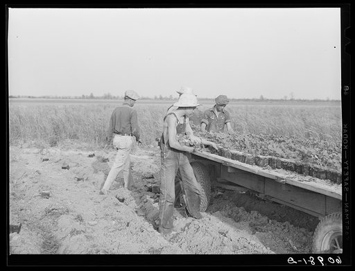 Cantaloupe planting. Deshee Unit, Wabash Farms, Indiana. The planting crew lay the plants alongside furrows, a few feet apart, and then go down the line covering up each one