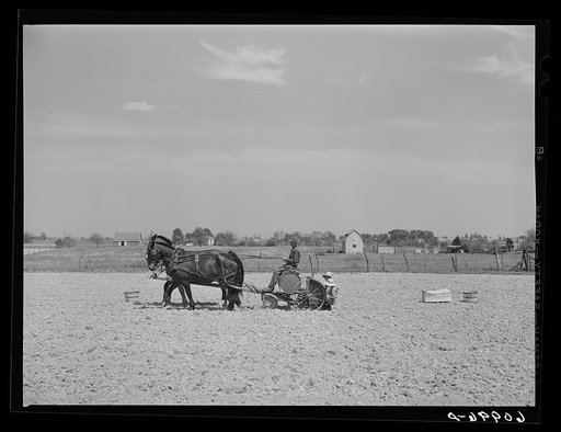 FSA (Farm Security Administration) rehabilitation borrower planting tomatoes with help of his two little daughters. Crawford County, Illinois