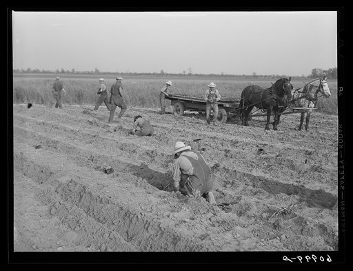 Planting cantaloupes. Deshee Unit, Wabash Farms, Indiana
