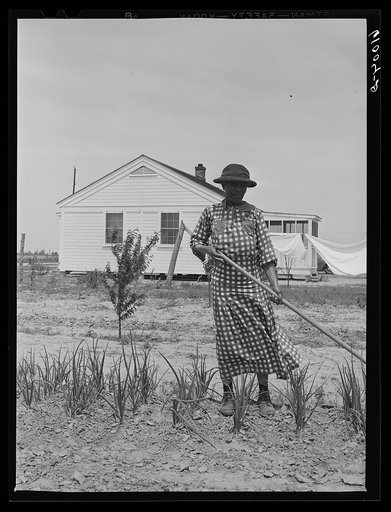 Woman working in garden. Southeast Missouri Farms