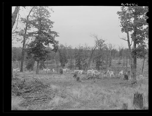 Goats on Ozark Mountain farm. Missouri