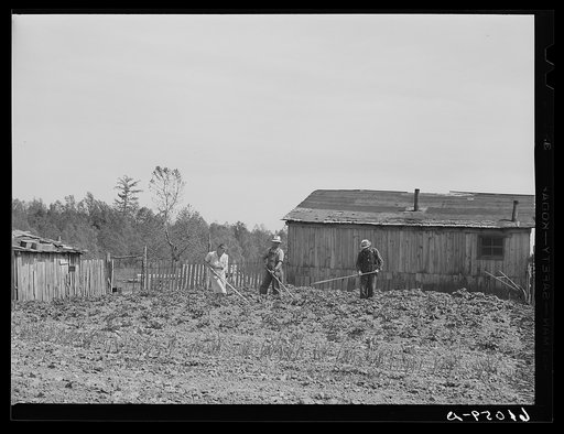 Family at work in garden. This house is along the often-flooded Mississippi riverbottoms; the family will move to one of the new Delmo labor homes. New Madrid County, Missouri