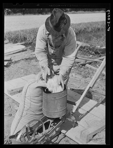 Pouring cotton seed in planter. Submarginal farm along riverbottoms. New Madrid County, Missouri