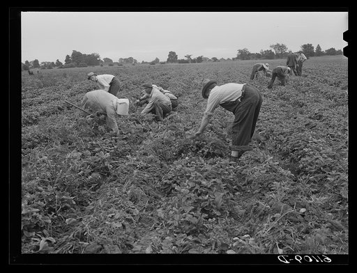 Untitled photo, possibly related to: Picking strawberries. Berrien County, Michigan