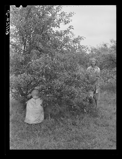 Untitled photo, possibly related to: Children accompany parents to the field during cherry picking season as there is no one at home to care for them. Berrien County, Michigan