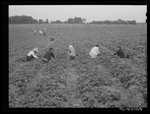 Picking strawberries. Berrien County, Michigan