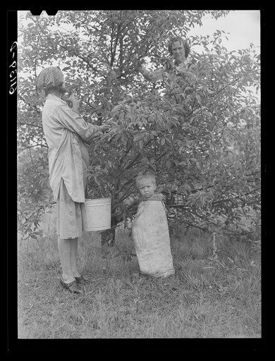 Children accompany parents to the field during cherry picking season as there is no one at home to care for them. Berrien County, Michigan