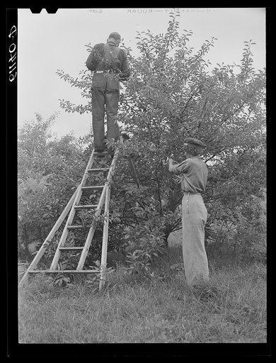 Cherry pickers. Berrien County, Michigan