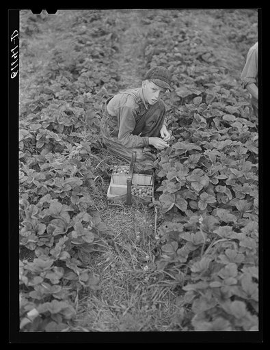 Young strawberry picker. Berrien County, Michigan